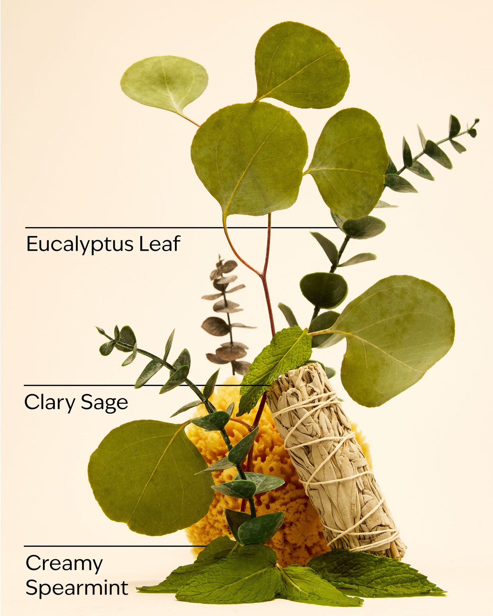 Eucalyptus Spearmint Body Wash & Foam Bath - Image 3